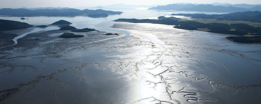Mudflat of Korea – an ecological wonder